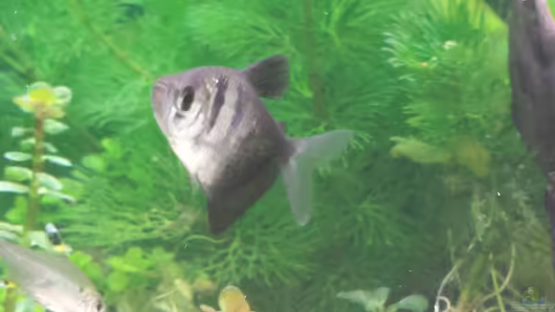 Besatz im Aquarium GRÜNER VERSUCH von schilli (63)