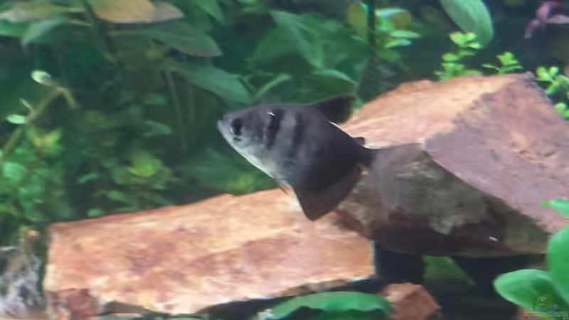 Besatz im Aquarium GRÜNER VERSUCH von schilli (64)