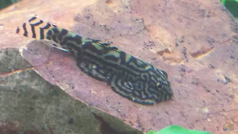 Besatz im Aquarium GRÜNER VERSUCH von schilli (65)