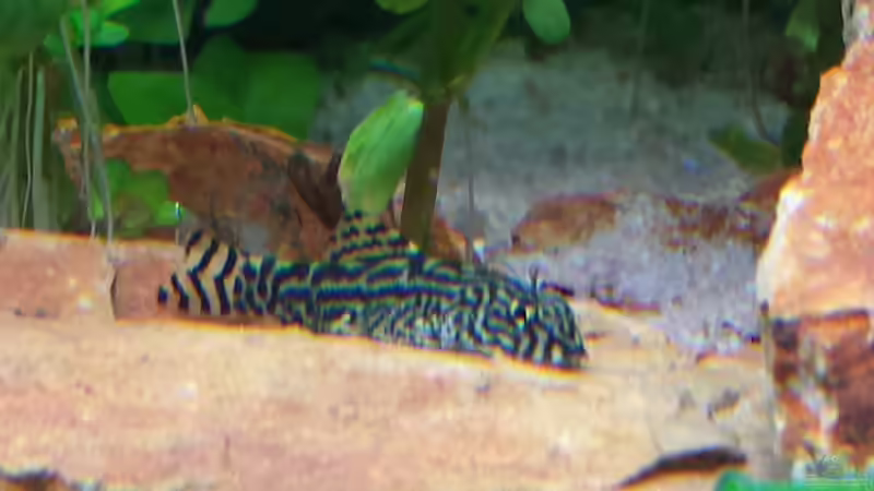 Besatz im Aquarium GRÜNER VERSUCH von schilli (66)