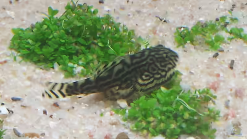 Besatz im Aquarium GRÜNER VERSUCH von schilli (67)