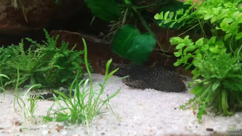 Besatz im Aquarium GRÜNER VERSUCH von schilli (68)