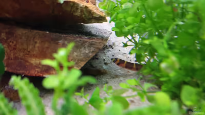 Besatz im Aquarium GRÜNER VERSUCH von schilli (71)