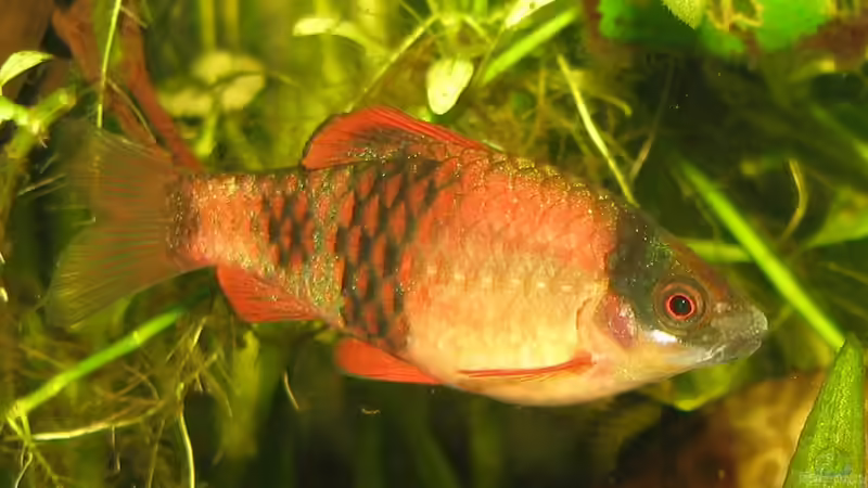 Besatz im Aquarium Grünes Juwel (aufgelöst) von Lixa (10)