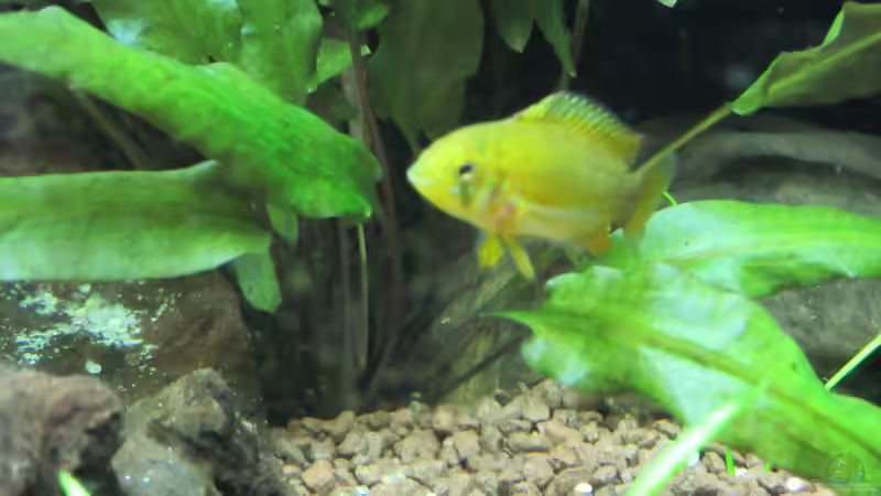 Besatz im Aquarium Grünes Juwel von Erwinio (10)