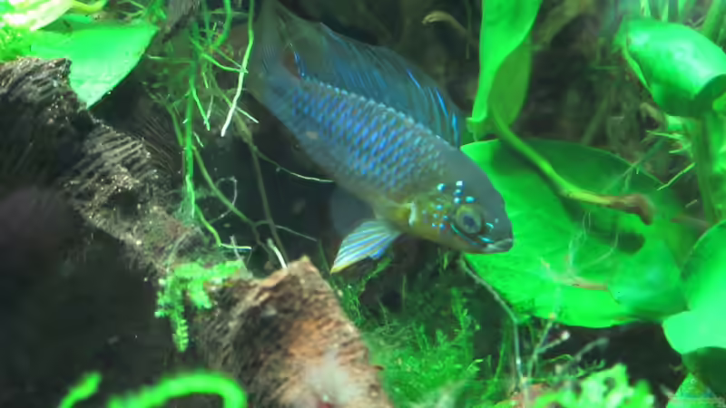 Besatz im Aquarium Grünes Juwel von Erwinio (11)