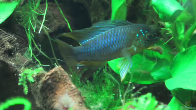 Besatz im Aquarium Grünes Juwel von Erwinio (12)