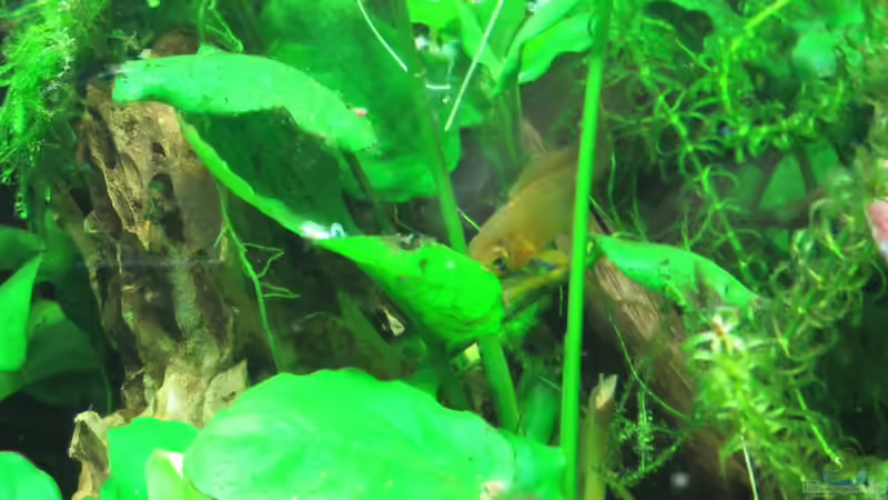 Besatz im Aquarium Grünes Juwel von Erwinio (13)