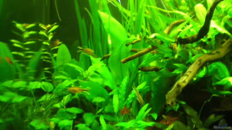 Besatz im Aquarium Grünes Juwel von Erwinio (16)