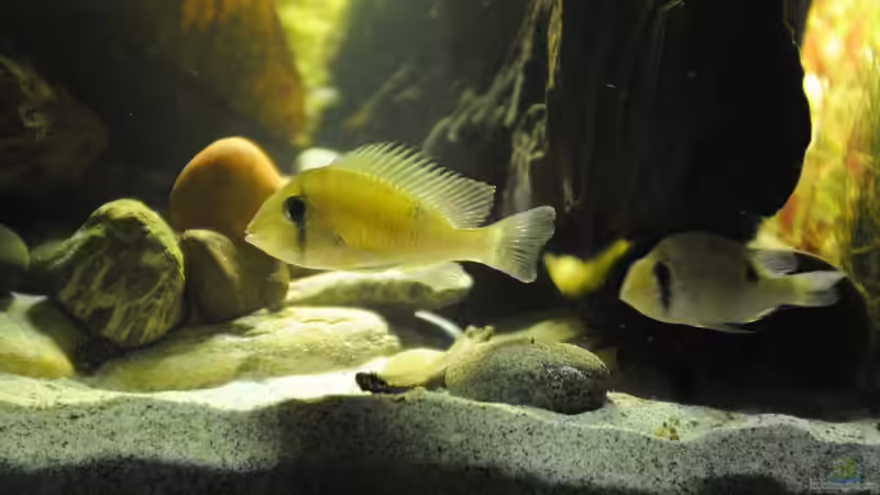 Besatz im Aquarium Grünes Juwel von Peter Vlasaty (42)