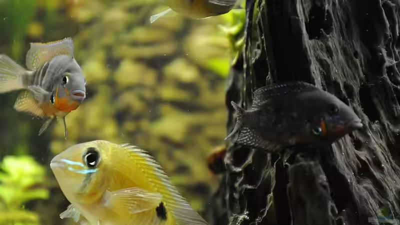 Besatz im Aquarium Grünes Juwel von Peter Vlasaty (44)