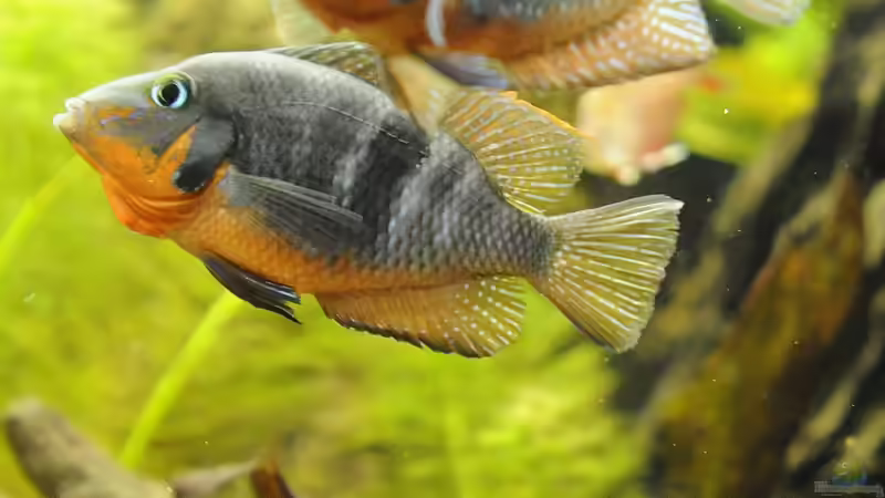 Besatz im Aquarium Grünes Juwel von Peter Vlasaty (47)