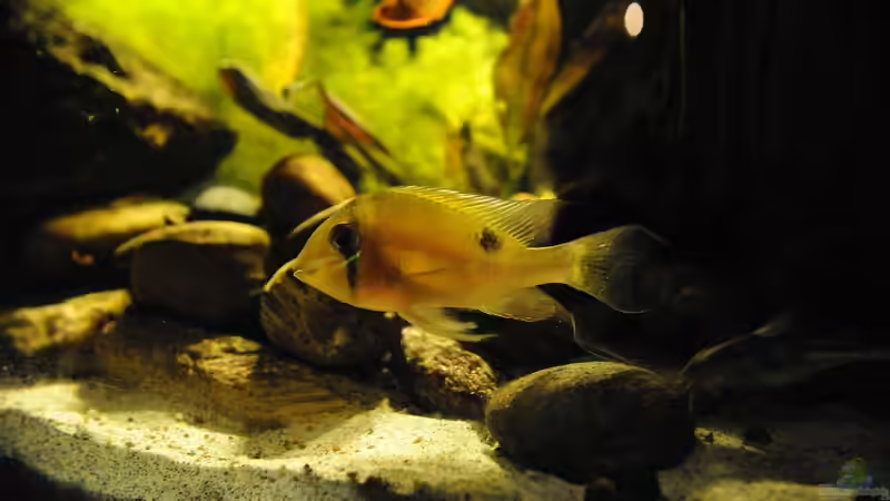 Besatz im Aquarium Grünes Juwel von Peter Vlasaty (48)