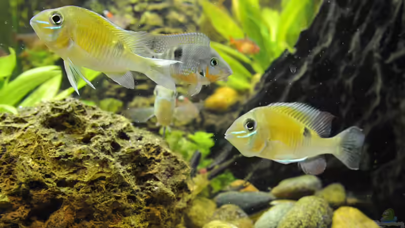 Besatz im Aquarium Grünes Juwel von Peter Vlasaty (49)