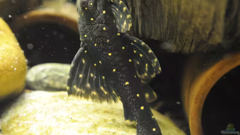 Besatz im Aquarium Grünes Juwel von Peter Vlasaty (53)