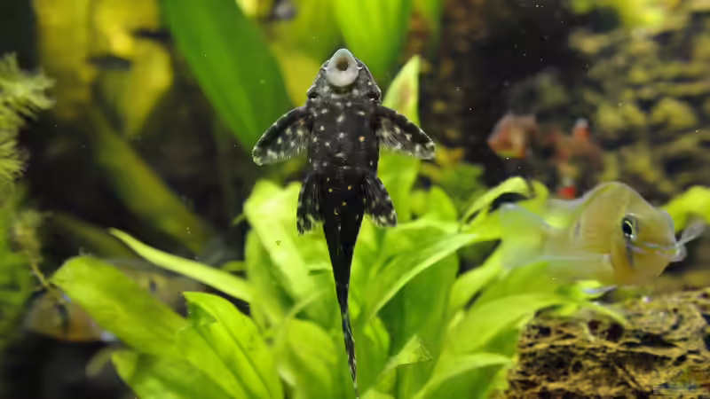 Besatz im Aquarium Grünes Juwel von Peter Vlasaty (54)