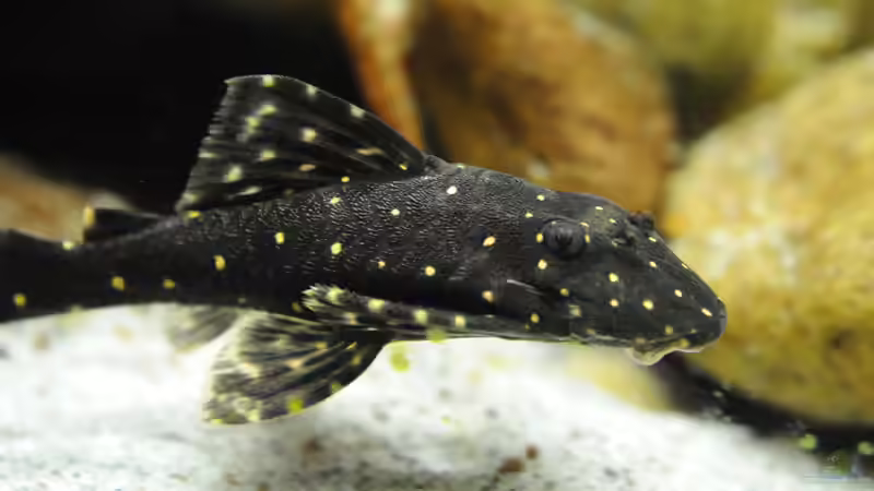 Besatz im Aquarium Grünes Juwel von Peter Vlasaty (55)