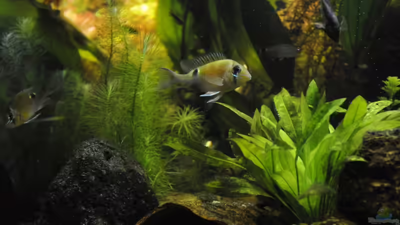 Besatz im Aquarium Grünes Juwel von Peter Vlasaty (59)