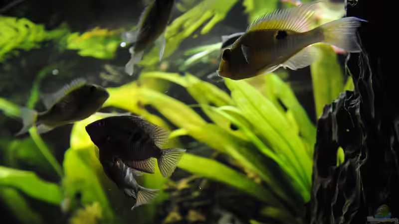 Besatz im Aquarium Grünes Juwel von Peter Vlasaty (61)