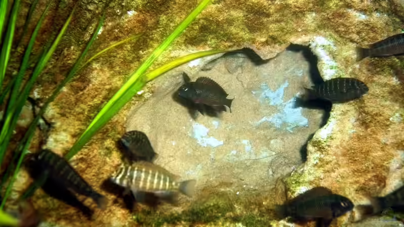 Besatz im Aquarium Grünes Tanganjika von Enis Caliskan (10)