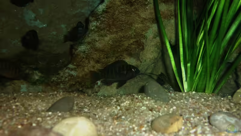Besatz im Aquarium Grünes Tanganjika von Enis Caliskan (8)