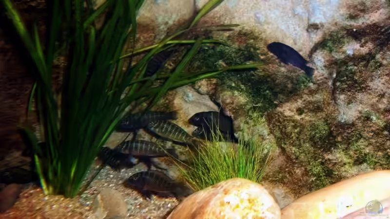 Besatz im Aquarium Grünes Tanganjika von Enis Caliskan (9)