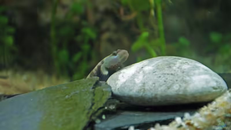 Besatz im Aquarium Grundelbecken von Aniram (11)