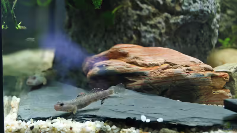 Besatz im Aquarium Grundelbecken von Aniram (12)
