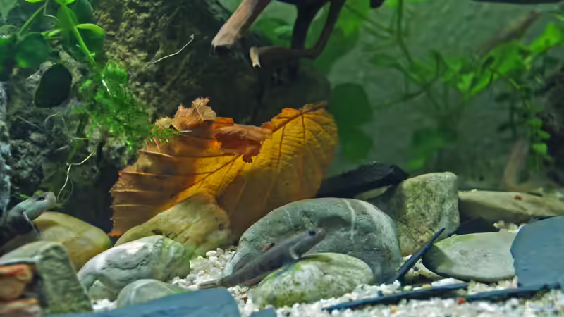 Besatz im Aquarium Grundelbecken von Aniram (13)