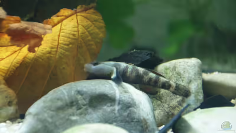 Besatz im Aquarium Grundelbecken von Aniram (14)