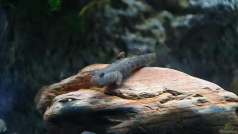 Besatz im Aquarium Grundelbecken von Aniram (15)