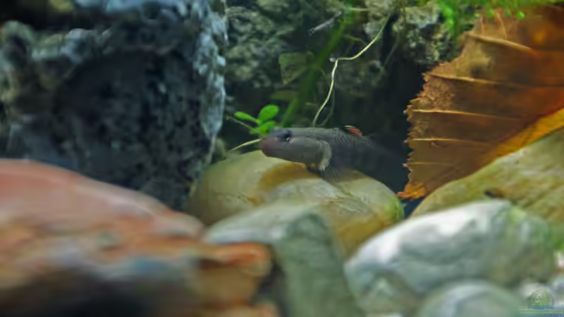 Besatz im Aquarium Grundelbecken von Aniram (16)