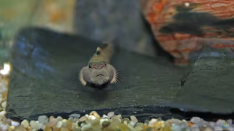 Besatz im Aquarium Grundelbecken von Aniram (4)