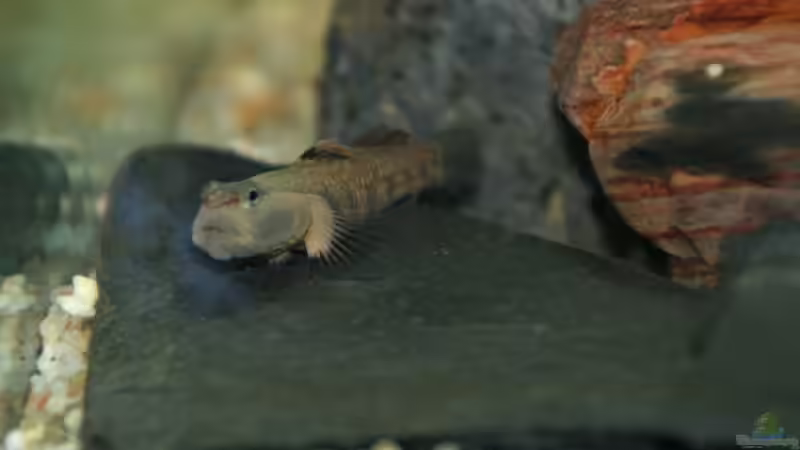 Besatz im Aquarium Grundelbecken von Aniram (5)