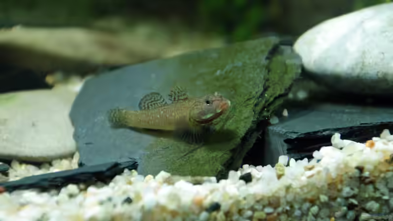 Besatz im Aquarium Grundelbecken von Aniram (7)