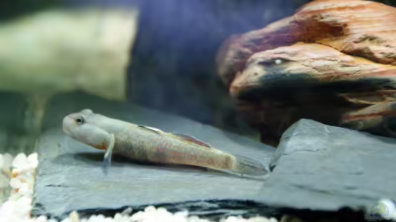 Besatz im Aquarium Grundelbecken von Aniram (8)