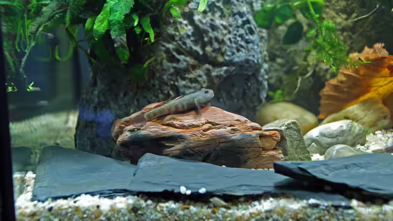 Besatz im Aquarium Grundelbecken von Aniram (9)