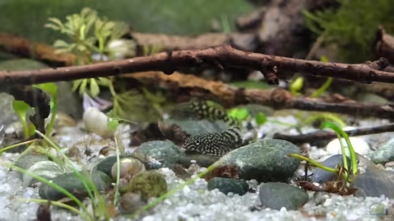 Besatz im Aquarium Gumpe von paris (20)