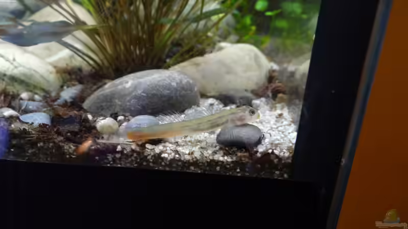 Besatz im Aquarium Gumpe von paris (23)