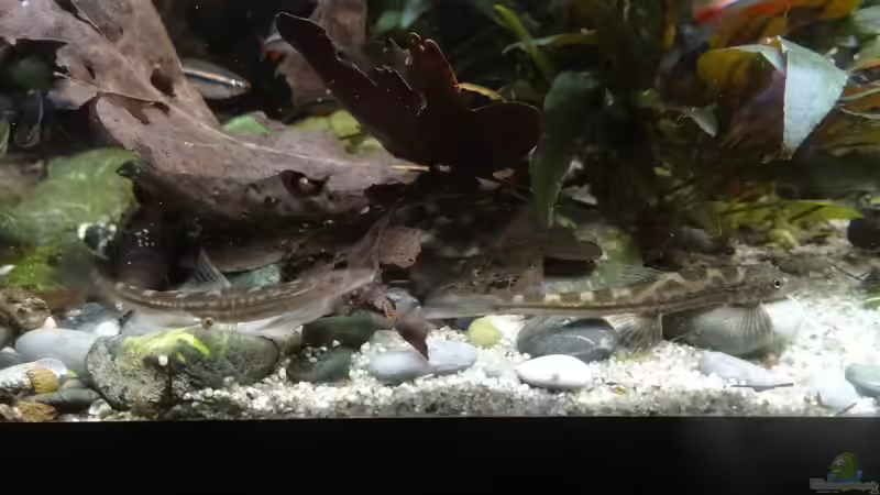 Besatz im Aquarium Gumpe von paris (25)