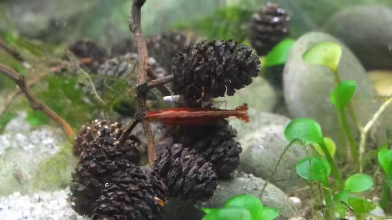 Besatz im Aquarium Gumpe von paris (28)