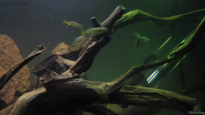 Besatz im Aquarium Guppy-Zuchtstation von The Duke of woods (10)