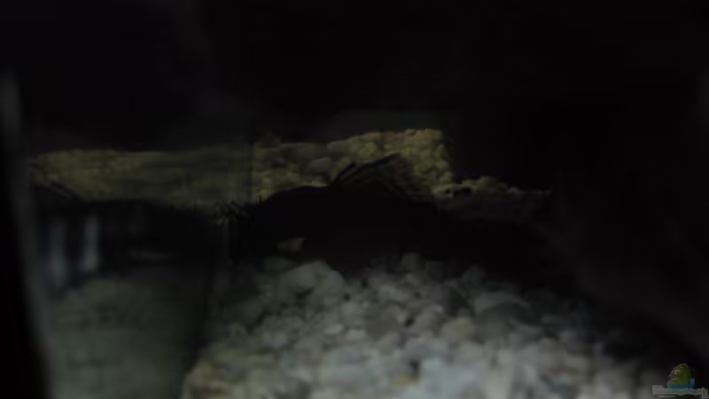 Besatz im Aquarium Guppy-Zuchtstation von The Duke of woods (8)