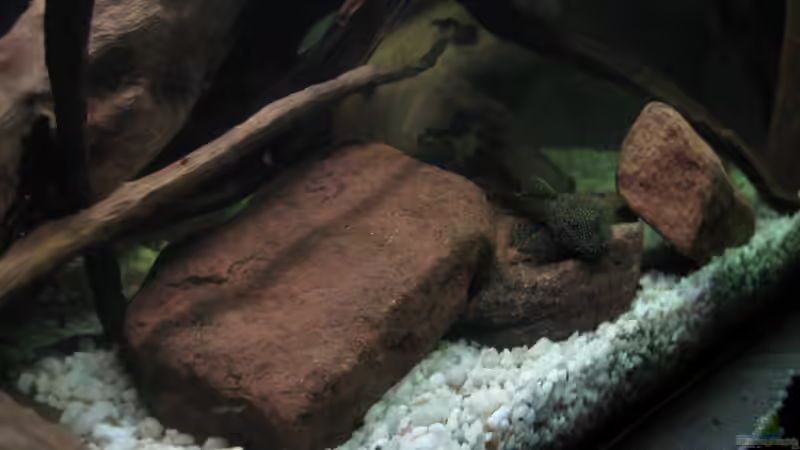 Besatz im Aquarium Guppy-Zuchtstation von The Duke of woods (9)