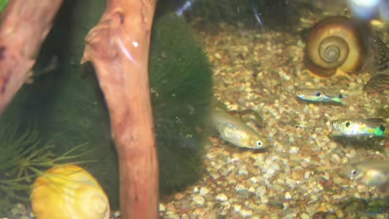Besatz im Aquarium Guppybach-Paludarium - einheimische Guppies von schnitzler (31)