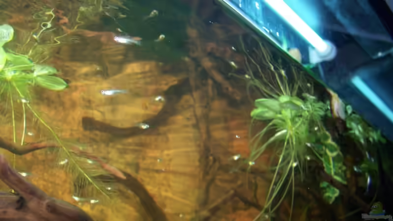 Besatz im Aquarium Guppybach-Paludarium - einheimische Guppies von schnitzler (32)
