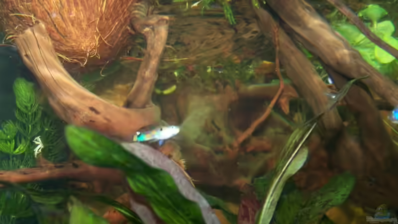 Besatz im Aquarium Guppybach-Paludarium - einheimische Guppies von schnitzler (34)