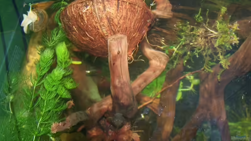 Besatz im Aquarium Guppybach-Paludarium - einheimische Guppies von schnitzler (35)
