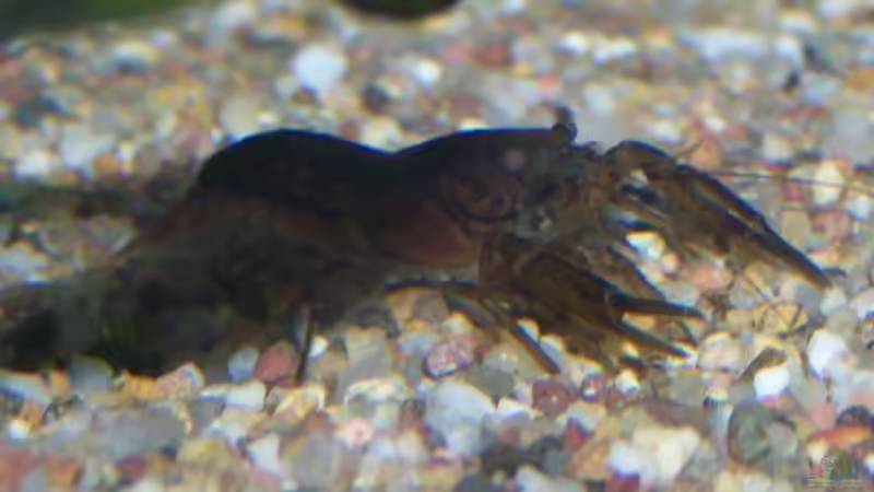 Besatz im Aquarium Guppybach-Paludarium - einheimische Guppies von schnitzler (36)
