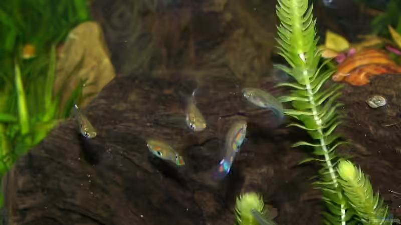 Besatz im Aquarium Guppybach-Paludarium - einheimische Guppies von schnitzler (37)